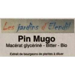 Pin Mugo - Macérat mère...